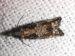 Acroclita subsequana