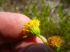 Chrysocoma esterhuyseniae