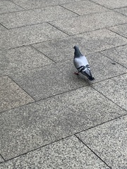 Columba livia domestica