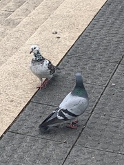 Columba livia domestica