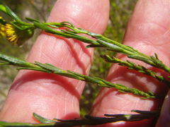 Chrysocoma esterhuyseniae