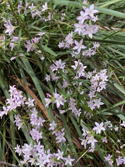 Crowea angustifolia