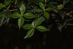 Alyxia ruscifolia