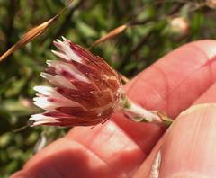 Helichrysum wilmsii