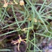 Acacia pentadenia syntoma - Photo (c) Loxley Fedec, algunos derechos reservados (CC BY-NC), subido por Loxley Fedec