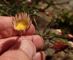 Helichrysum wilmsii