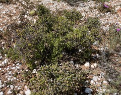 Drosanthemum crassum