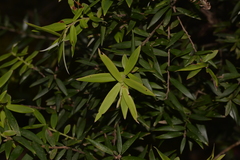 Acrotriche aggregata