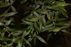 Acrotriche aggregata