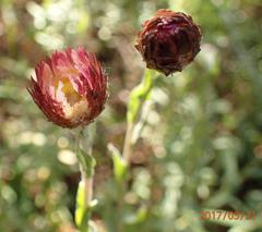 Helichrysum wilmsii