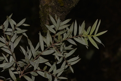 Acrotriche aggregata