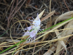 Dianthus broteri