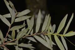 Acrotriche aggregata