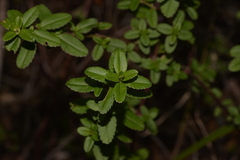 Gonocarpus oreophilus