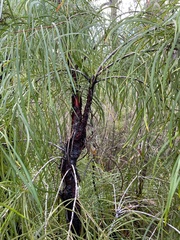 Persoonia longifolia