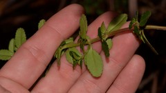 Gonocarpus oreophilus