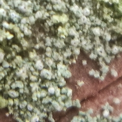 Fellhanera bouteillei