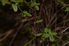 Gonocarpus oreophilus