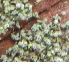 Fellhanera bouteillei