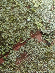 Fellhanera bouteillei