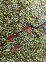 Fellhanera bouteillei