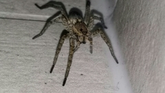 Hogna crispipes