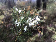 Grevillea trifida
