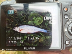 Rhynchocypris percnurus