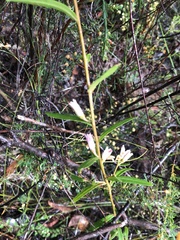 Crowea angustifolia