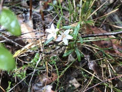 Crowea angustifolia