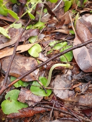 Corybas recurvus