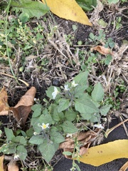Solanum nigrum