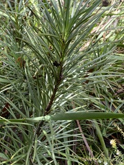 Podocarpus drouynianus