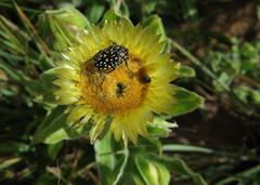 Oxythyrea testaceoguttata