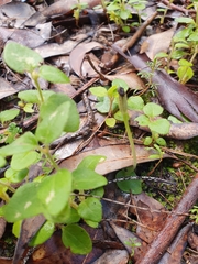 Corybas recurvus