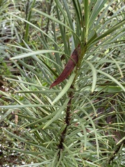 Podocarpus drouynianus