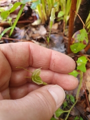 Pterostylis crispula