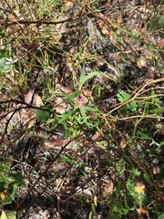 Crowea angustifolia