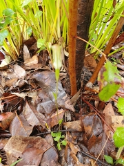 Pterostylis crispula