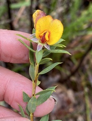 Pultenaea reticulata
