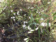 Crowea angustifolia