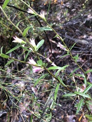 Crowea angustifolia