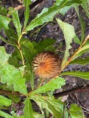 Banksia quercifolia