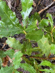Banksia quercifolia