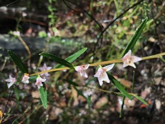 Crowea angustifolia
