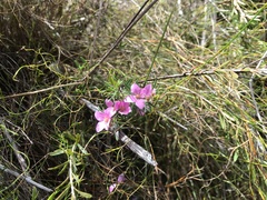 Boronia stricta
