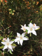 Crowea angustifolia