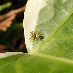 Heliophanus tribulosus