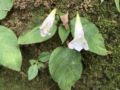 Henckelia anachoreta