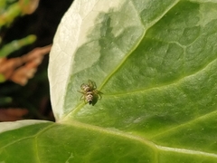 Heliophanus tribulosus